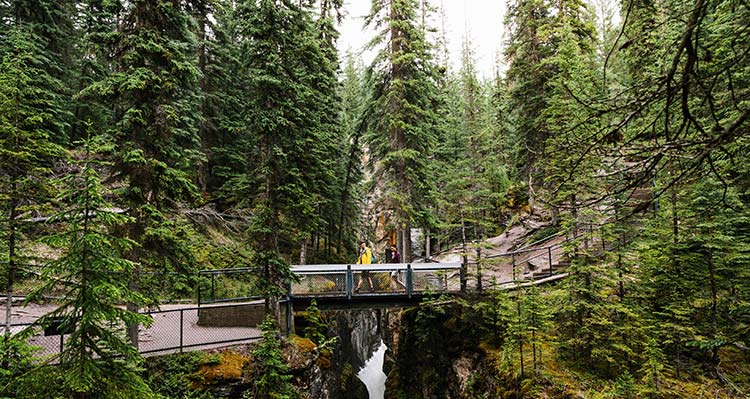 A small bridge across a deep canyon between conifer trees.