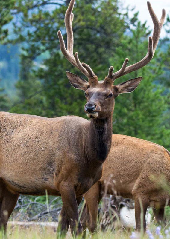 Banff Wildlife Safari Nature Tour Evening Sightseeing Tour