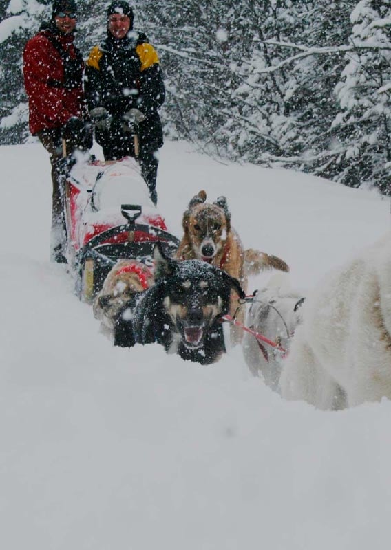 A group of dogs pull a sled through deep snow.