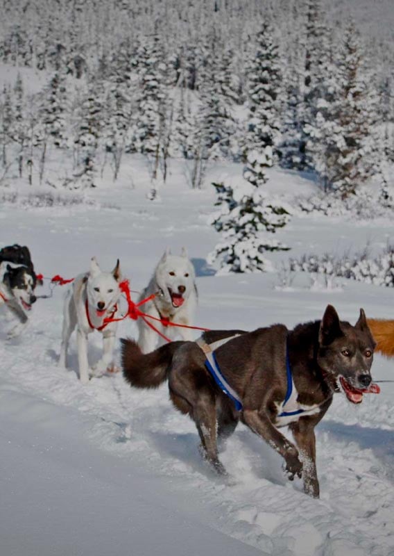 A group of dogs pull a sled across a open snowy field.