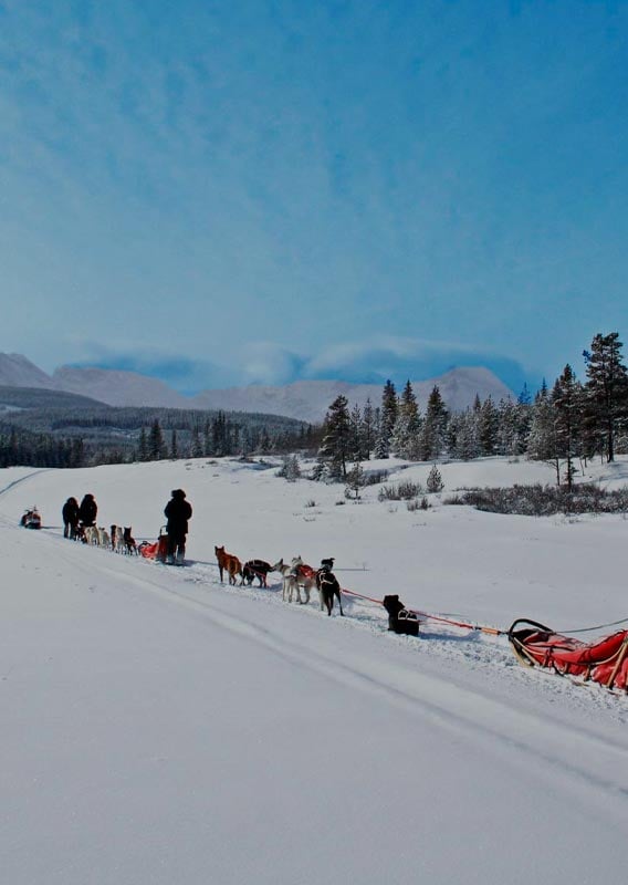 Sled dog groups move along a snowy field towards a blue sky and mountain vista