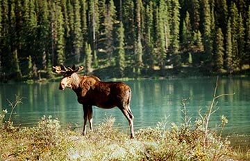 Moose stands before a lake's edge during the day