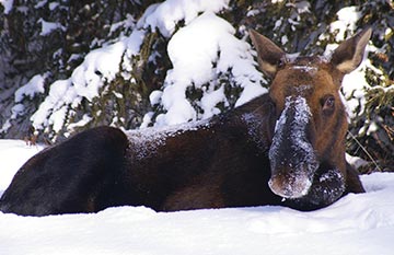A moose sits in the snow next to some trees.