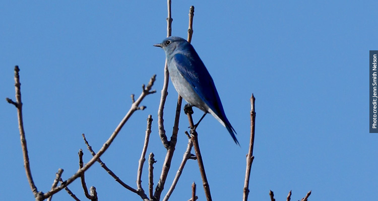 A mountain bluebird sitting on a branch at the top of a tree.