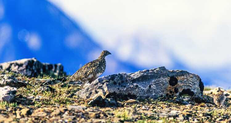 White-Tailed Ptarmigan