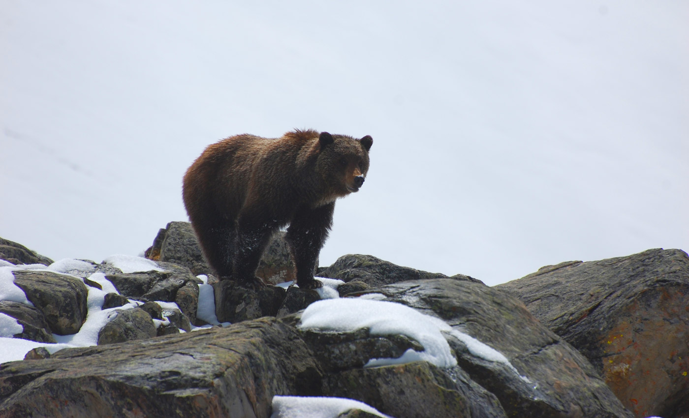 Next Door to Nature - Winter