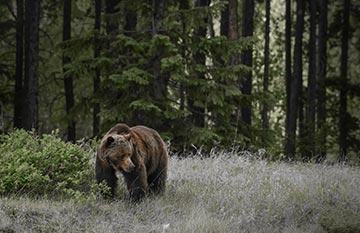 A lone grizzly bear in the summer woods.
