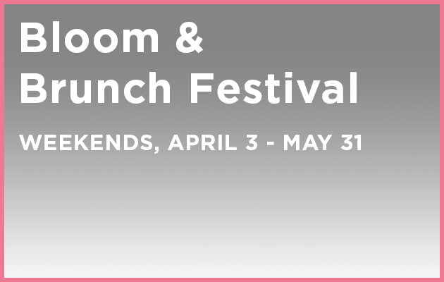 Four friends raise drinks in a cheers at a windowside table.