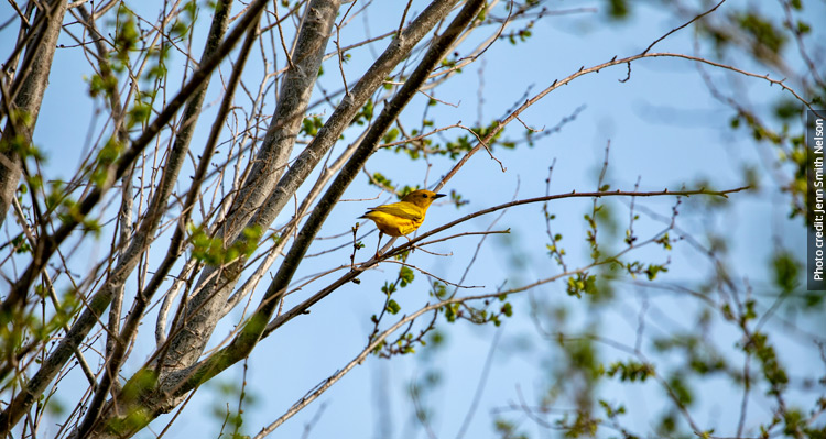 A yellow warbler standing on a deciduous tree branch.