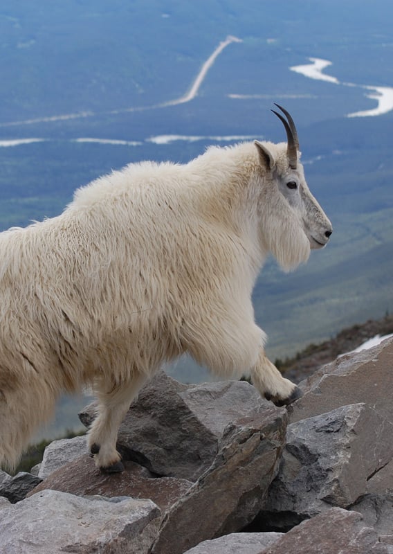 A mountain goat walking across boulders on a mountain