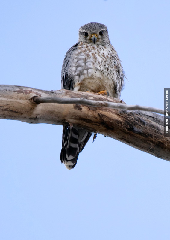 A merlin sitting on a tree branch, looking down at the camera.