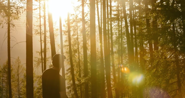 Person watching the sunset through the trees at Golden Skybridge