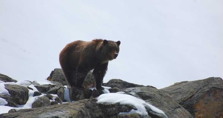 Grizzly Bear
