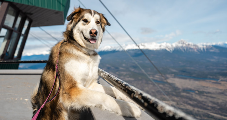 A dog looking at the camera from a lookout point at a tramway.