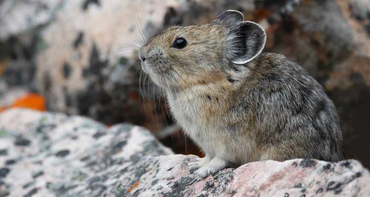Pika