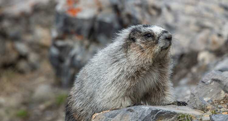Hoary Marmot