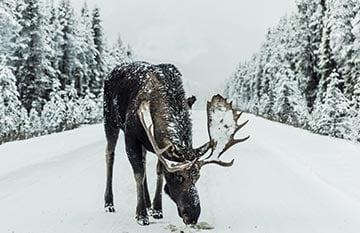 A moose sniffs the ground on a wintery trail with a forest on either side.
