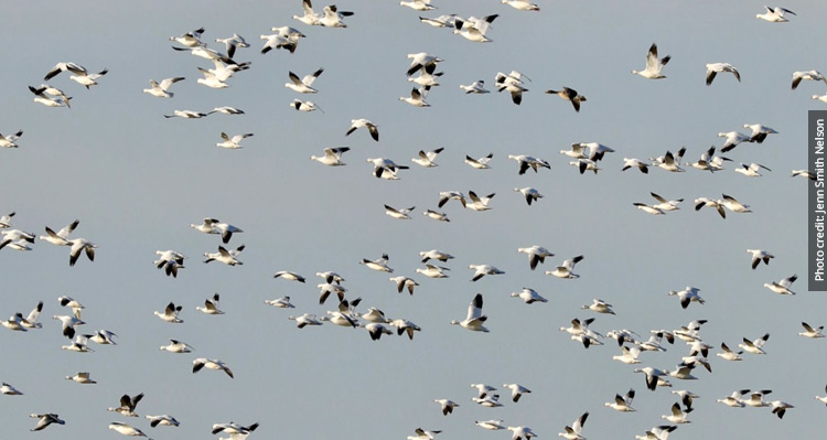 A gaggle of snow geese flying across the sky.