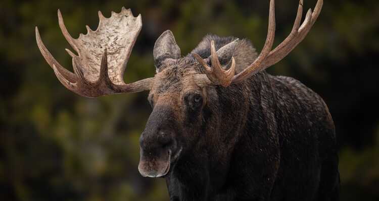 Moose
