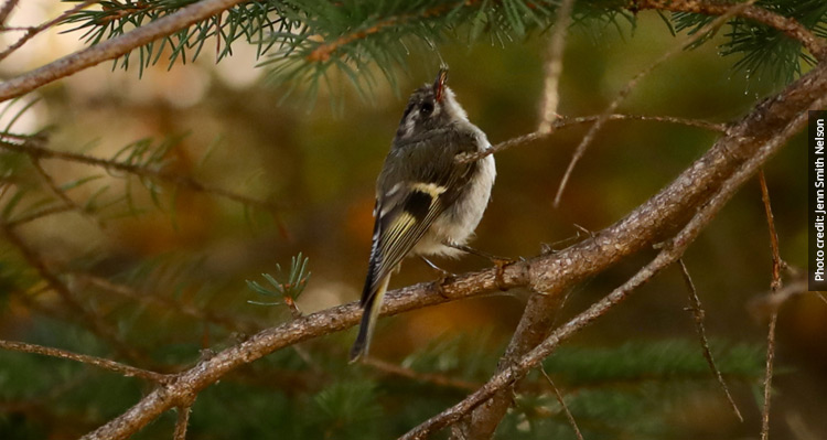 A Golden-crowned kinglet sitting on a branch in a pine tree.
