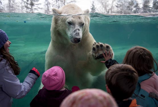 A polar bear at the glass wall of its enclosure.