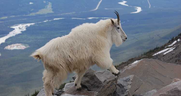 Mountain Goat